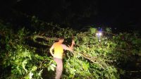 Pohon tumbang yang sebabkan arus lalu lintas sempat macet